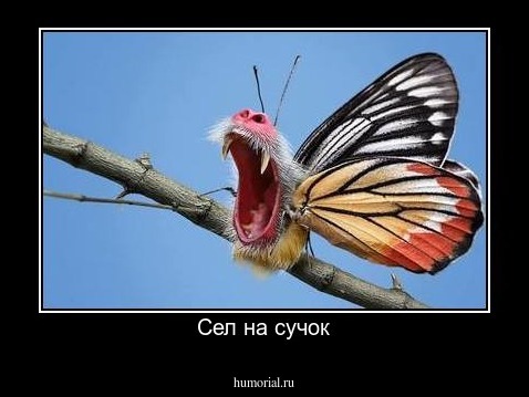 Сел на сучок
