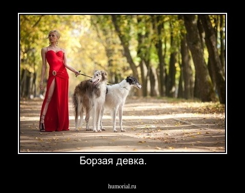 Борзая девка.      