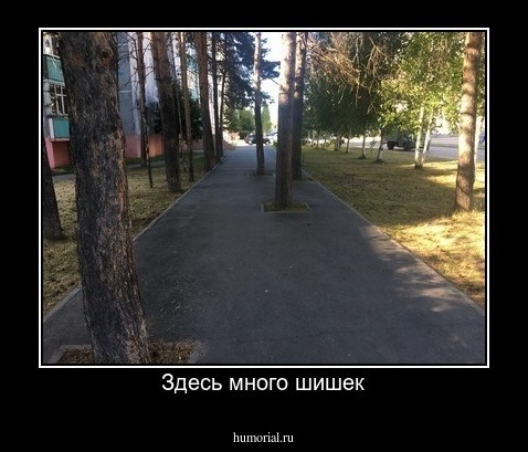 Здесь много шишек