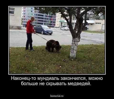 Наконец-то мундиаль закончился, можно больше не скрывать медведей.