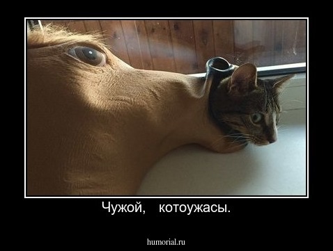 Чужой,   котоужасы.