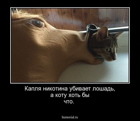 Капля никотина убивает лошадь, а коту хоть бы что.