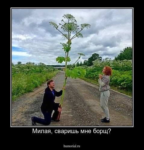 Милая, сваришь мне борщ?