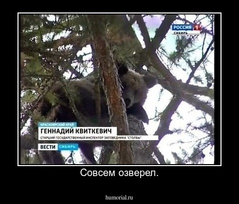 Совсем озверел.