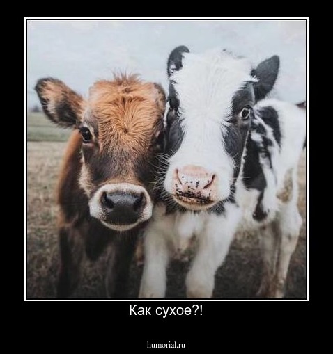 Как сухое?!