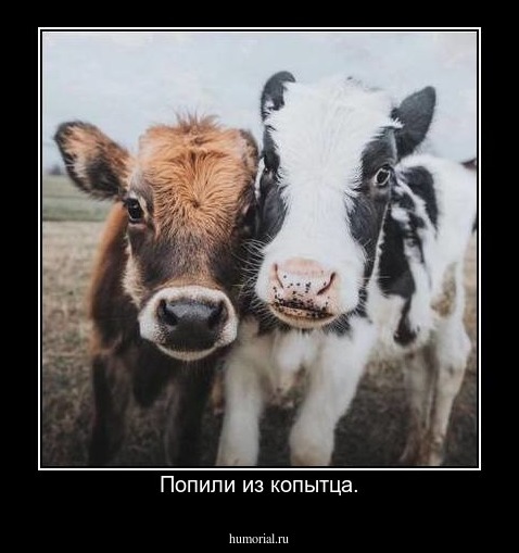 Попили из копытца.