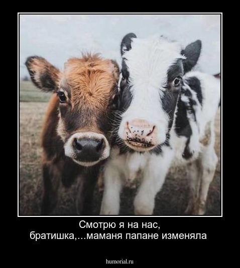 Смотрю я на нас, братишка,...маманя папане изменяла