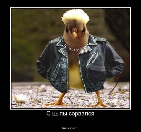 С цыпы сорвался