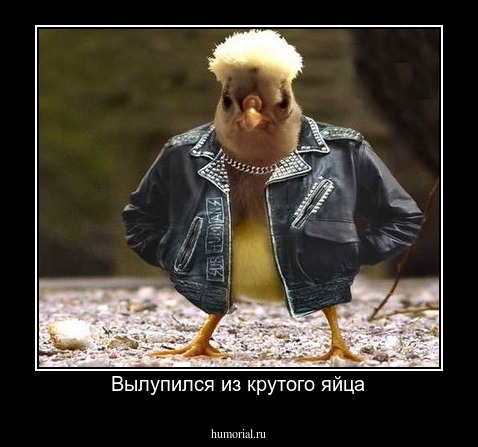 Вылупился из крутого яйца