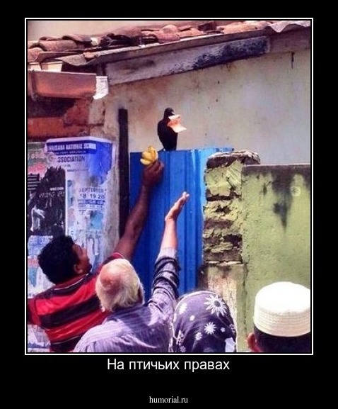 На птичьих правах