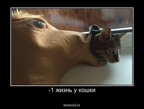 -1 жизнь у кошки