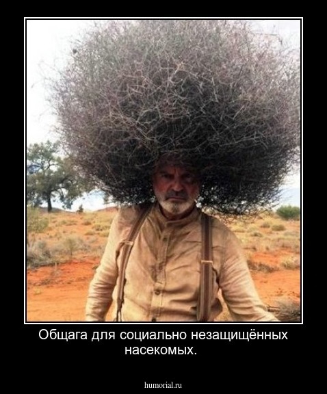 Общага для социально незащищённых насекомых.
