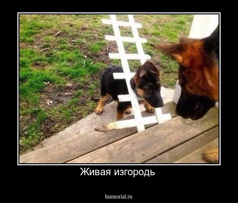 Живая изгородь 