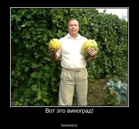 Вот это виноград!