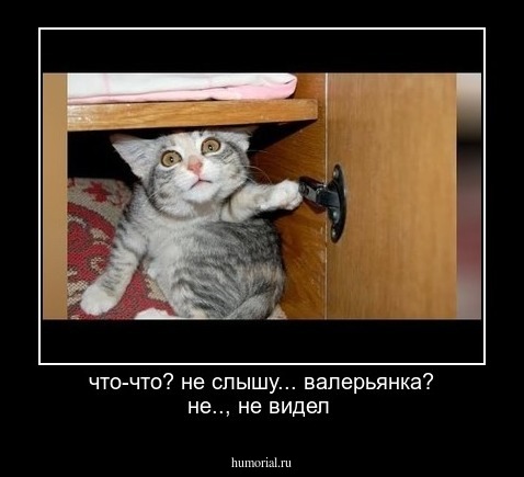 что-что? не слышу... валерьянка? не.., не видел