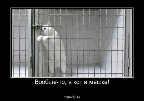 Вообще-то, я кот в мешке!