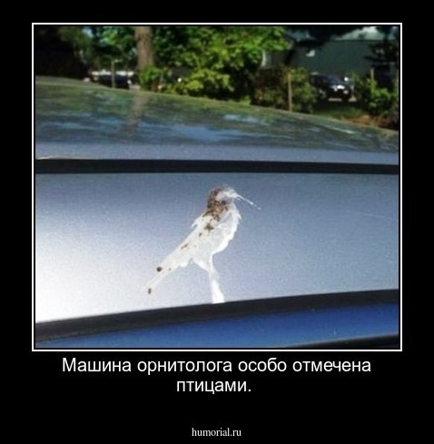 Машина орнитолога особо отмечена птицами.
