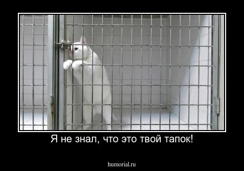 Я не знал, что это твой тапок!