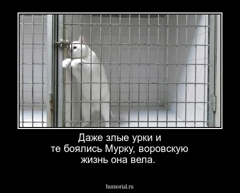 Даже злые урки и те боялись Мурку, воровскую жизнь она вела.