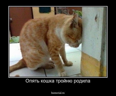 Опять кошка тройню родила