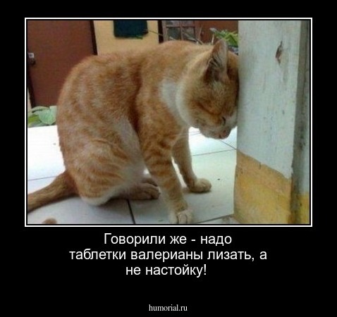 Говорили же - надо таблетки валерианы лизать, а не настойку!