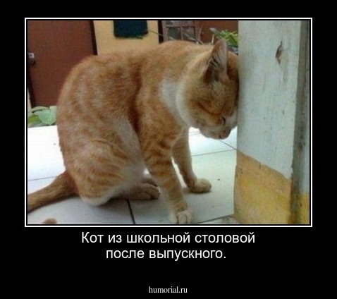 Кот из школьной столовой после  выпускного.