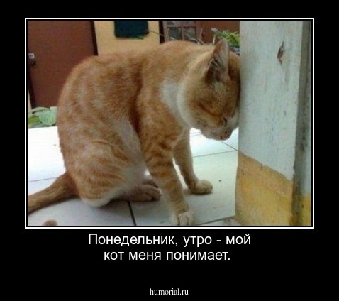 Понедельник, утро - мой кот меня понимает.