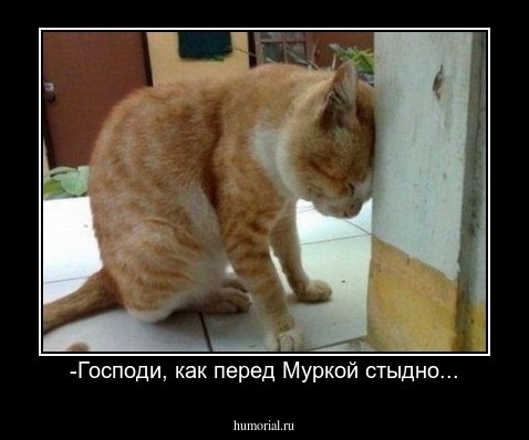 -Господи, как перед Муркой стыдно...