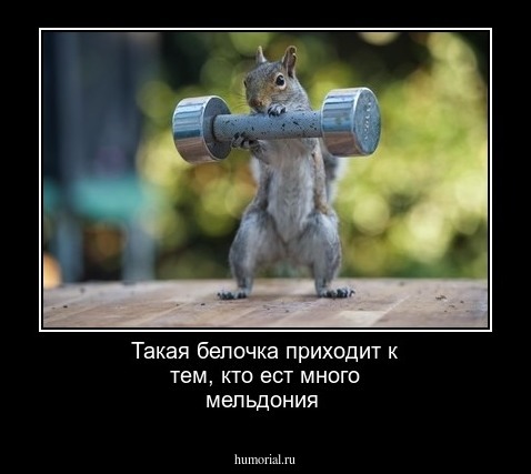 Такая белочка приходит к тем, кто ест много мельдония
