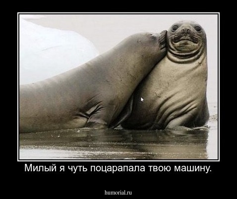 Милый я чуть поцарапала твою машину.