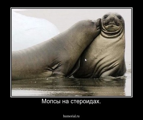 Мопсы на стероидах.
