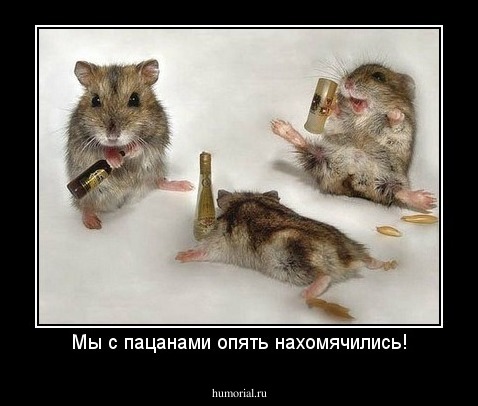 Мы с пацанами опять нахомячились!