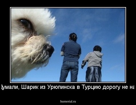 Что? Думали, Шарик из Урюпинска в Турцию дорогу не найдет? 