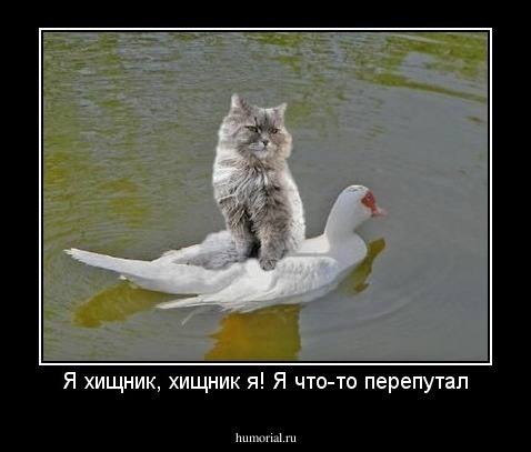 Я хищник, хищник я! Я что-то перепутал