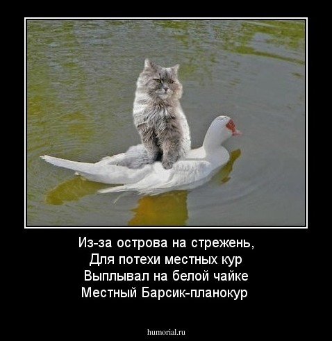 Из-за острова на стрежень, 
Для потехи местных кур
Выплывал на белой чайке
Местный Барсик-планокур