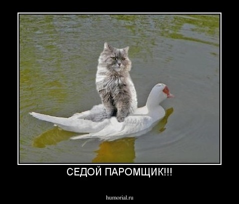 СЕДОЙ ПАРОМЩИК!!!