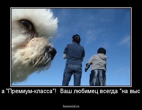 Корма "Премиум-класса"!  Ваш любимец всегда "на высоте"! 