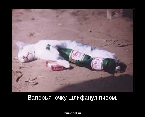Валерьяночку шлифанул пивом.