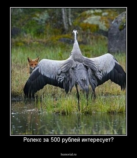 Ролекс за 500 рублей интересует?