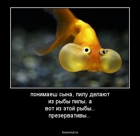 понимаеш сына, пилу делают из рыбы пилы. а вот из этой рыбы.. презервативы..