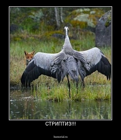 СТРИПТИЗ!!!