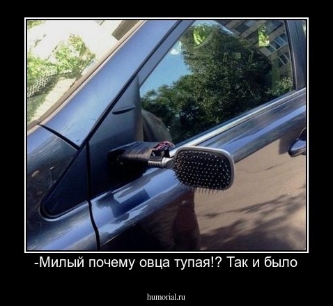-Милый почему овца тупая!? Так и было