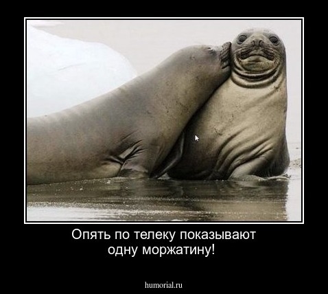 Опять по телеку показывают одну моржатину!