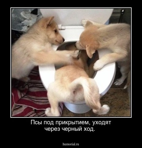 Псы под прикрытием, уходят через черный ход.