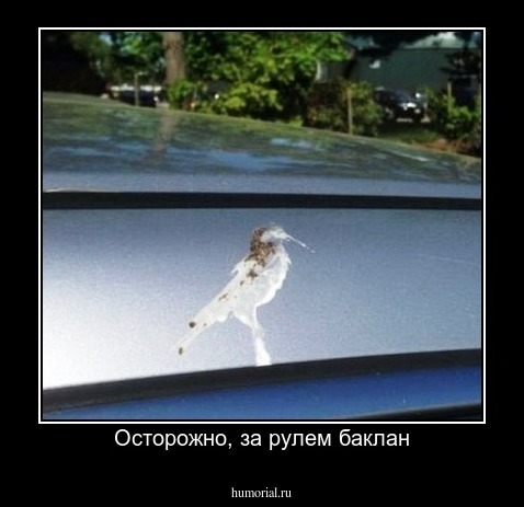 Осторожно, за рулем баклан