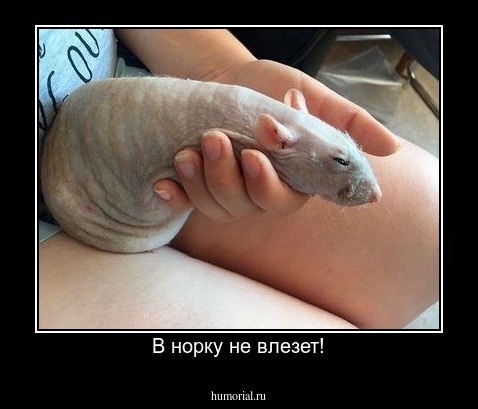 В норку не влезет!