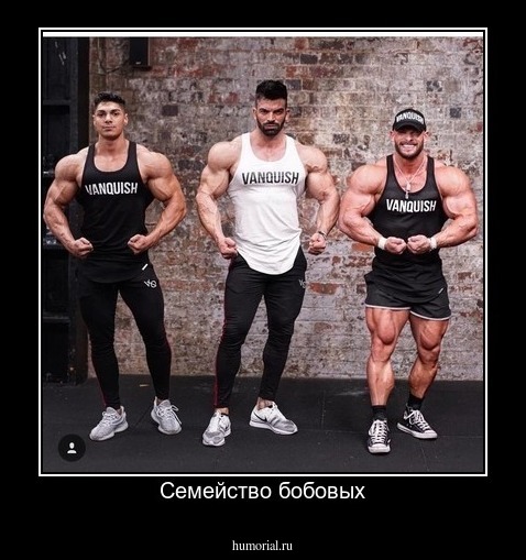 Семейство бобовых