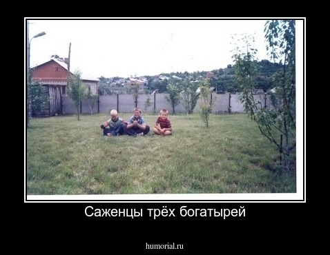 Саженцы трёх богатырей