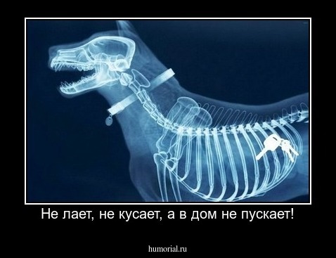 Не лает, не кусает, а в дом не пускает!