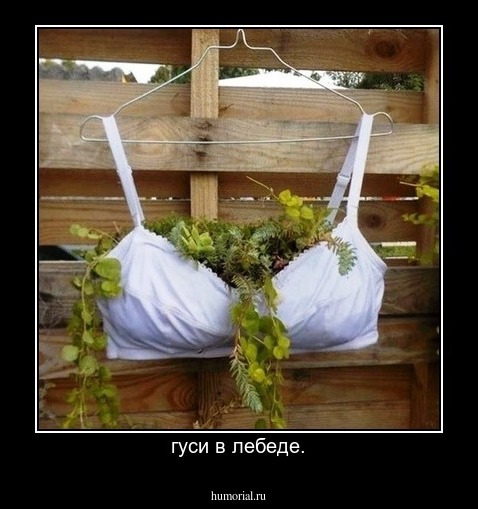 гуси в лебеде.